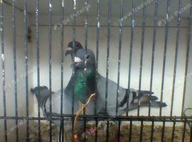for sale pair blue bar racers