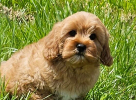 2 Lovely cavapoo male puppies for sale