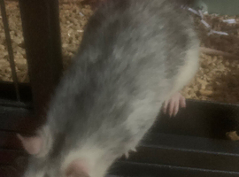 Fancy rats for sale