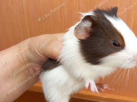 Baby guinea pigs ready now