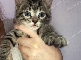 Reduced!! 6 week old kittens