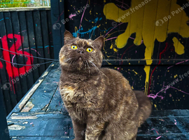 Active cinnamon carrier female Tica reg British shorthair
