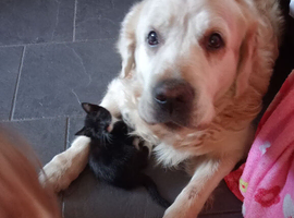 Loving family seeks dog