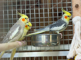Cocktail parrot