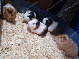 5 guinea pigs & cage with all accessories for sale!
