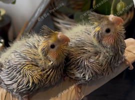 Hand reared baby cocktails for reservation