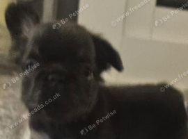 Black and tan big rope fluffy frenchie