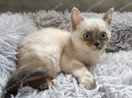 Persian x Blue eyed Female