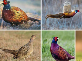 Pheasent