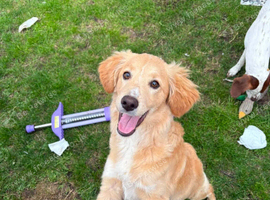 Honey 7 month old girl