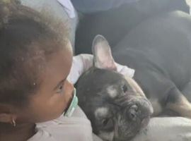 Female french bulldog