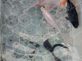 7 koi carp
