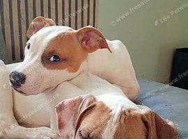 Irish staffy puppy makes and female