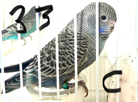 Baby Budgies available both sexes