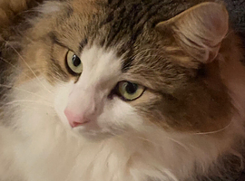 Loving male cat collection only