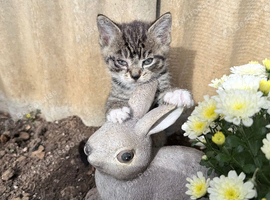 4 amazing kittens available
