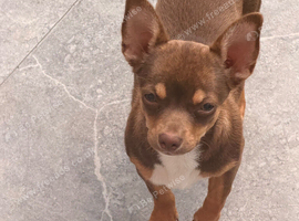 6 months old beautiful Chihuahua
