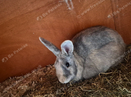Male and female and 6ft hutch