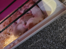 Baby syrian Hamsters grey banded and red banded mixed genders