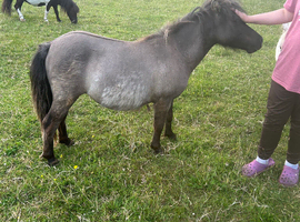 Black dun Shetland filly