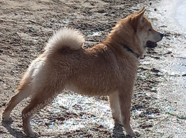 Female chowsky