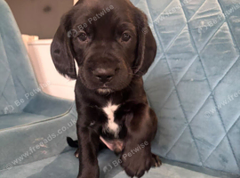 Cockerdor puppies
