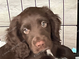 Cocker spaniel for sale