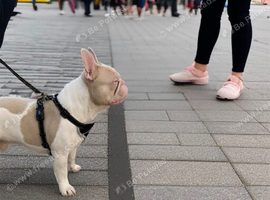 Vybz  | 2-Year-Old French Bulldog