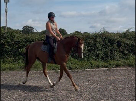 Beautiful eye catching gelding