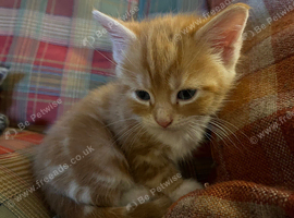 Kittens for sale