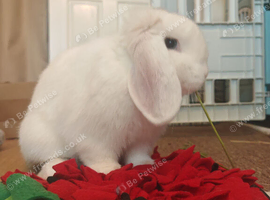 Mini lop looking for a forever home