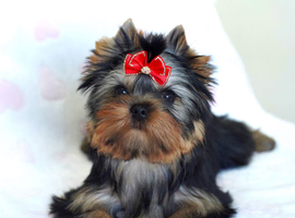 Adorable KC registered puppies