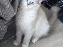 RTG!Champ,TICA, pedigree ragdoll kitten