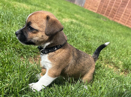 Jackawawa puppies