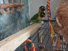 Lovebirds