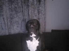 Dog for stud