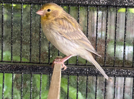 Young canaries