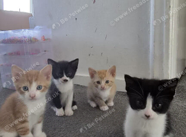 Kittens looking for loving homes