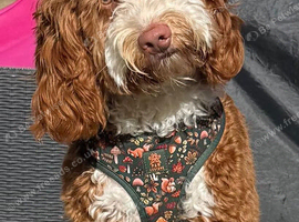 F1 mini cockapoo 7 month old deep fox red and white boy