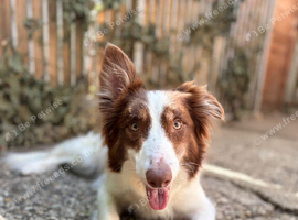 Collie X Whippet