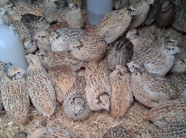 Coturnix quail - female 10 weeks old