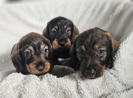 Standard Wirehair dachshund
