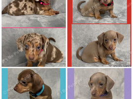 Miniature Dachshund Puppies