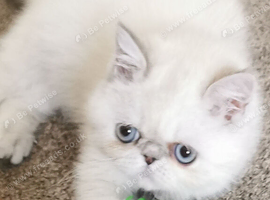 Exotic female kitten