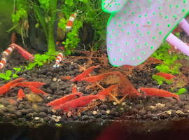 Cherry Shrimp