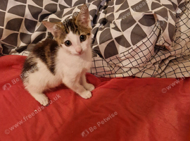 Adorable kitten for sale