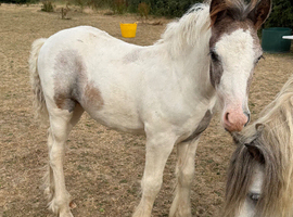 Sam cob foal