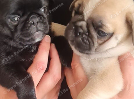 Stunning chunky pug puppies for sale!