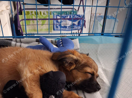 Male puppy For Sale