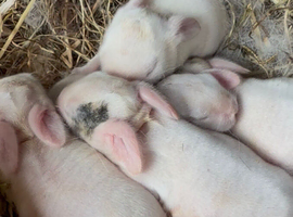 Mini lop kits